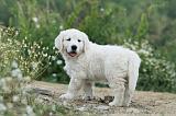 GOLDEN RETRIEVER 628